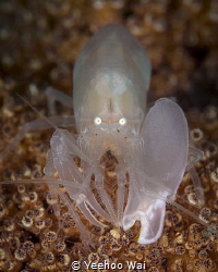Soft Coral Snapping Shrimp (Synalpheus neomeris) by Yeehoo Wai 
